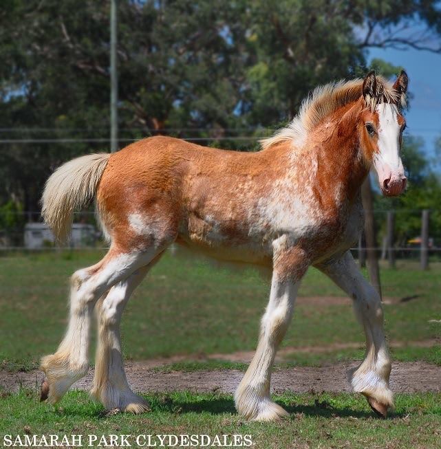 Foals @Samarah Park Clydesdale Stud